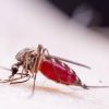 Zika Virus in Pune and Maharashtra