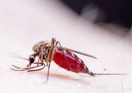 Zika Virus in Pune and Maharashtra
