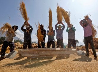 India Lifts Floor Price on Basmati Rice Exports to Regain Global Market Share