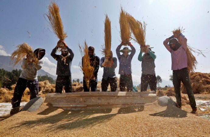 India Lifts Floor Price on Basmati Rice Exports to Regain Global Market Share