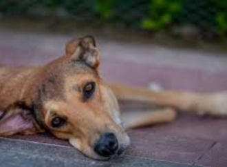 Delhi Minister Rejects Claims of Teachers Being Asked to Count Stray Dogs