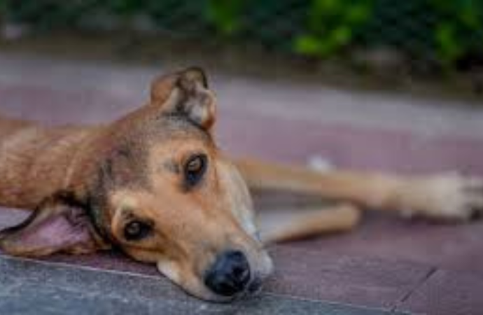 Delhi Minister Rejects Claims of Teachers Being Asked to Count Stray Dogs